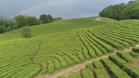 Large tea plantations captured by drone with a large rainbow on the horizon Video stock 136125834
