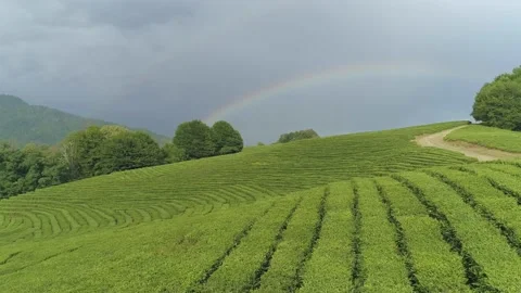 Large tea plantations captured by drone with a large rainbow on the horizon Video stock 136125843