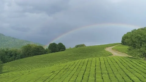 Large tea plantations captured by drone with a large rainbow on the horizon Video stock 136125859
