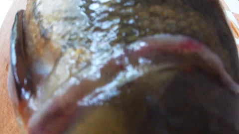 Large tench on a cutting board, fish, food, kitchen, Ukraine. 動画素材 278988572