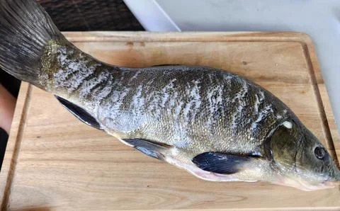 Large tench on a kitchen cutting board Stock Photos