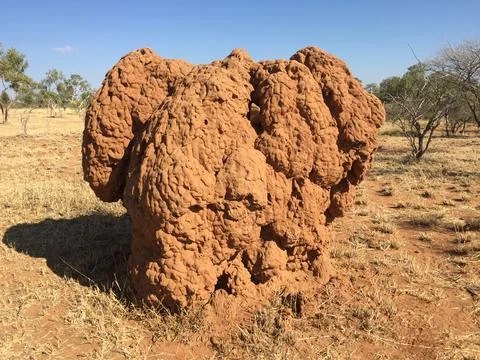 Large Termite Mound in the Australian Outback Stock Photos