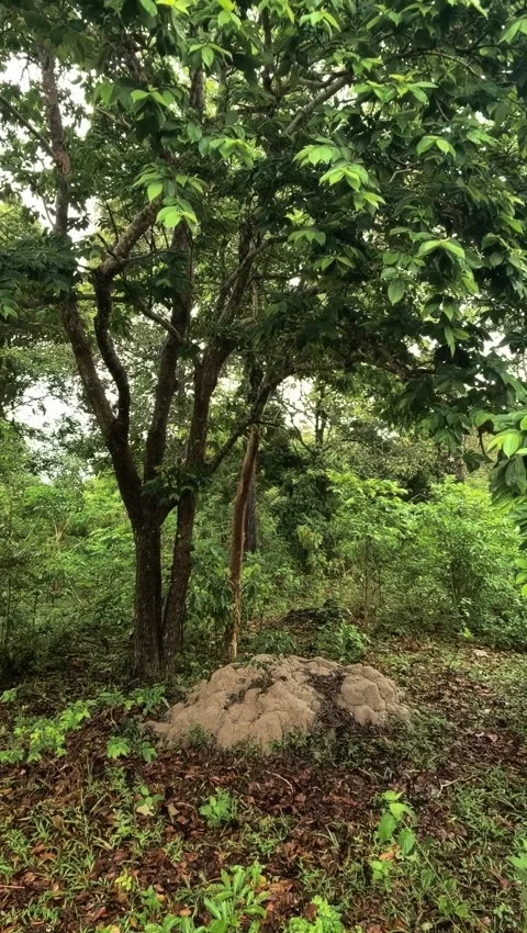 Large Termite Mound Structure Under Green Tree in Tropical Forest Stock-Footage 341007198