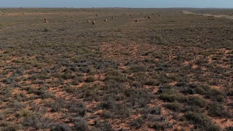 Large Termite Mounds on Arid Grassland Plain, Insect Soil Architecture Stock-Footage 334884665