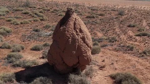 Large Termite Mounds on Arid Grassland Plain, Insect Soil Architecture Stock-Footage 334884886