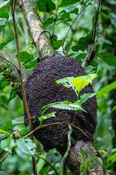 A large termite nest attached to a tree trunk in a tropical forest, Costa Rica Stock Photos