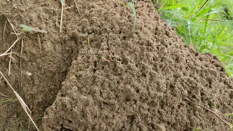 Large termite nest in the garden 動画素材 309442640