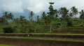 Large terraced rice field and palm trees near to volcano mountain in Bali HD Footage
