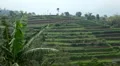 Large terraced rice field and palm trees in Bali Island, Indonesia Archipelago HD Footage