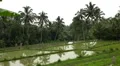 Large terraced rice field and palm trees in Bali Island, Indonesia Archipelago HD Footage