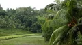 Large terraced rice field and palm trees in Bali Island, Indonesia Archipelago HD Footage