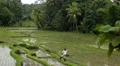 Large terraced rice field and palm trees in Bali Island, Indonesia Archipelago HD Footage