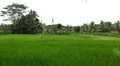Large terraced rice field and palm trees in Bali Island, Indonesia Archipelago HD Footage