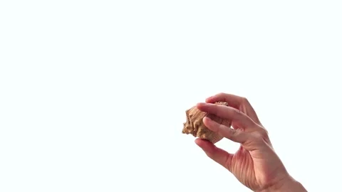 Large textured seashell in hand on isolated white background Vídeo Stock 344844913