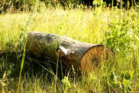 A large, thick log, a dry tree lies in the grass, in the forest. Stock Photos