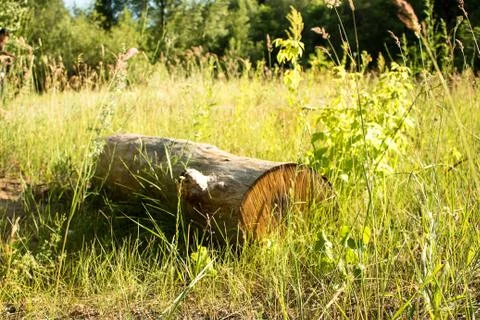 A large, thick log, a dry tree lies in the grass, in the forest. Stock Photos