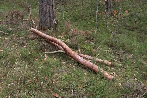 Large thick piece of a branch from a pine tree lies on the grass in the fores Stock-Fotos