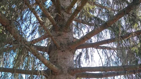 A large thick pine tree trunk in the forest Stock Footage 330638797