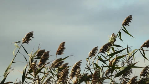 A large thick reed swaying in the sun's rays Stock Footage 261470810