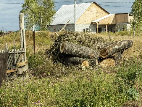 Large thick sawn tree on the grass Stock Photos