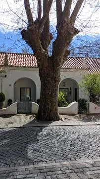 A large thick tree on the opposite side of the house in Sintra Stock-Fotos