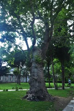 A large, thick trunk of an old tree. Stock Photos