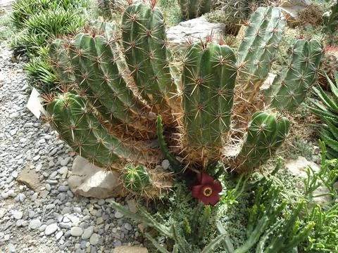 Large thickets of cactus Foto stock
