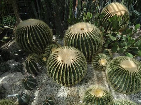 Large thickets of cactus Foto stock