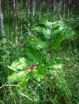 Large thickets of Heracleum Stock Photos