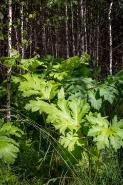 Large thickets of Heracleum Stock Photos