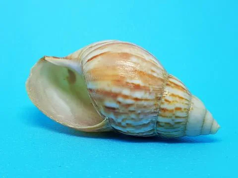 Large thin-walled seashell Foto stock