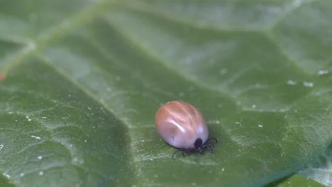 Large tick has its body swollen with blood and crawls on leaf towards edge Stock-Footage 245258277