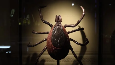 Large tick model displayed in museum setting with detailed legs and textured bod 스톡 동영상 320451253