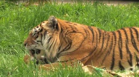 Large TIGER cleaning/preening himself, relaxing. Stock Footage 64149141