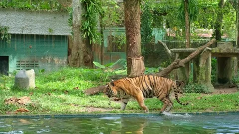 Large tiger exiting water and walking toward fenced enclosure outdoors Video stock 339793466