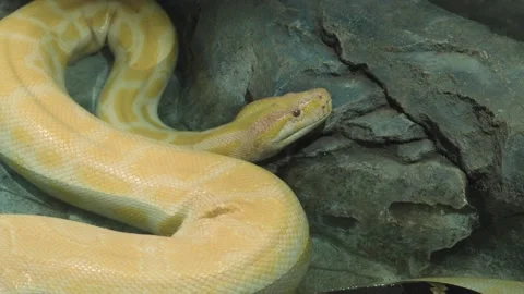 A large tiger python in the terrarium. a large snake. the reptile Stock Footage 239421716