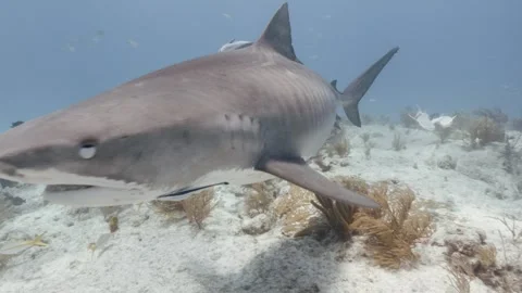 A Large Tiger shark approaches the camera Stock Footage 297218138