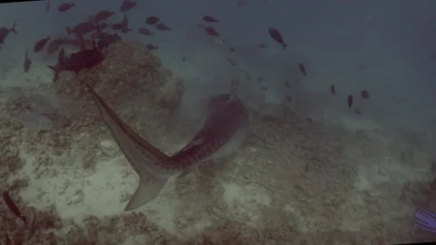 LARGE TIGER SHARK COMES UP TO DIVERS LOOKING FOR CHUM IN MALDIVES Stock Footage 304209981