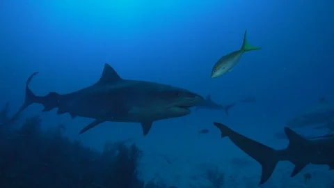Large Tiger Shark Pass Stock Footage 126115377