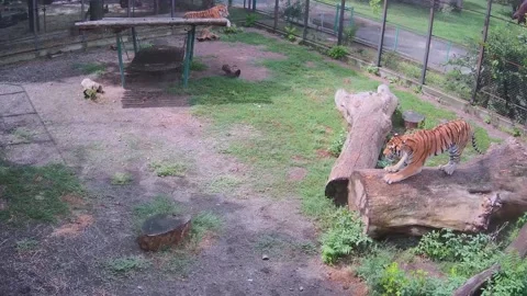 A large tiger sharpens its claws on a log Stock Footage 158609392