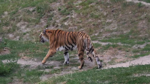A large tiger walking in captivity with beautiful stripes Vídeo Stock 130746779
