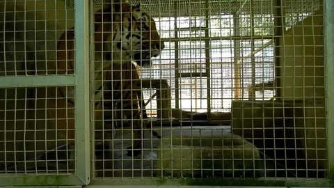 Large tiger walking. Stock Footage 96067959