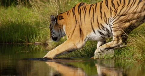 Large tiger walking into to the water to drink in the forest Stock Footage 164153046