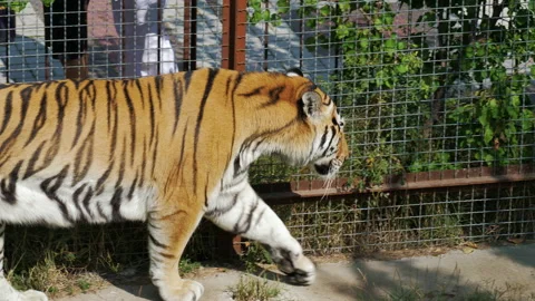 Large tiger walks along grid wall back and forth Stock-Footage 228677058
