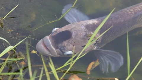 Large Tilapia fish Stock Footage 87025737