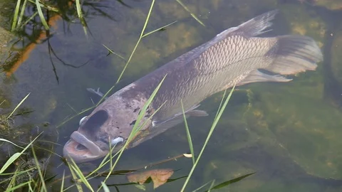 Large Tilapia fish Stock Footage 87025867