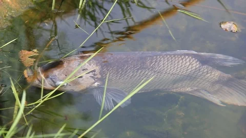 Large Tilapia fish Stock Footage 87025985