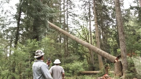 Large Timber Cut And Fall In Forest Slow Motion Stock Footage 75791299