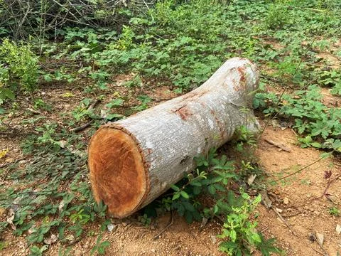 Large timber Stock Photos