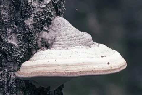 A large tinder grows on the trunk of a birch. Stock Photos